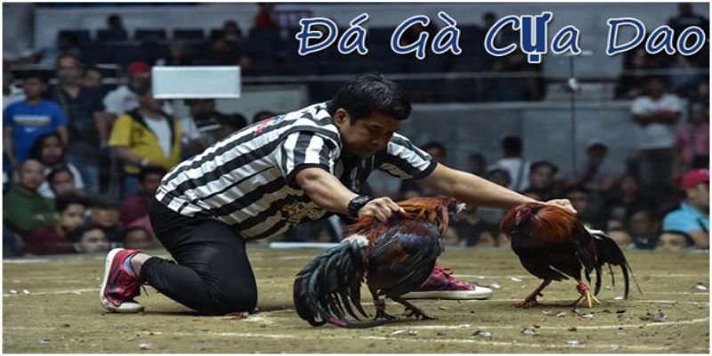 Dữ liệu và phân tích kết quả thi đấu đá gà