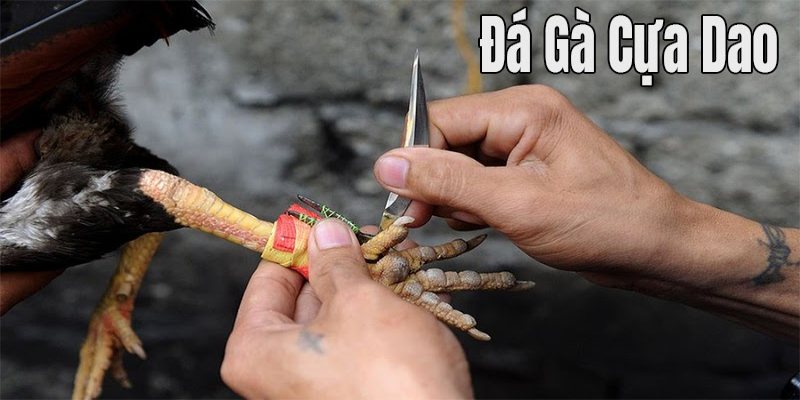 Cách phân định thắng thua trong chọi gà