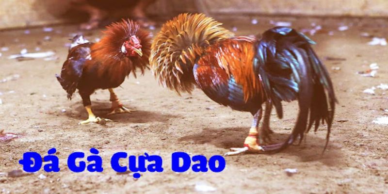 Quy tắc chơi cơ bản