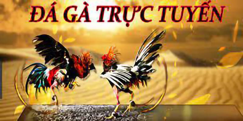 Hình thức đá gà online phổ biến nhất hiện nay