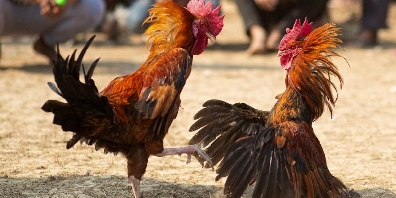 Luật chơi đá gà Thomo 
