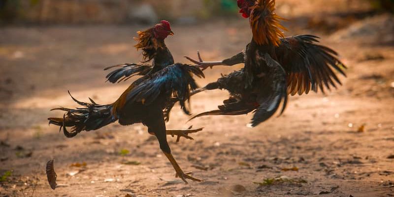 Ưu điểm khi tuyển chọn kê thủ đá gà Thomo